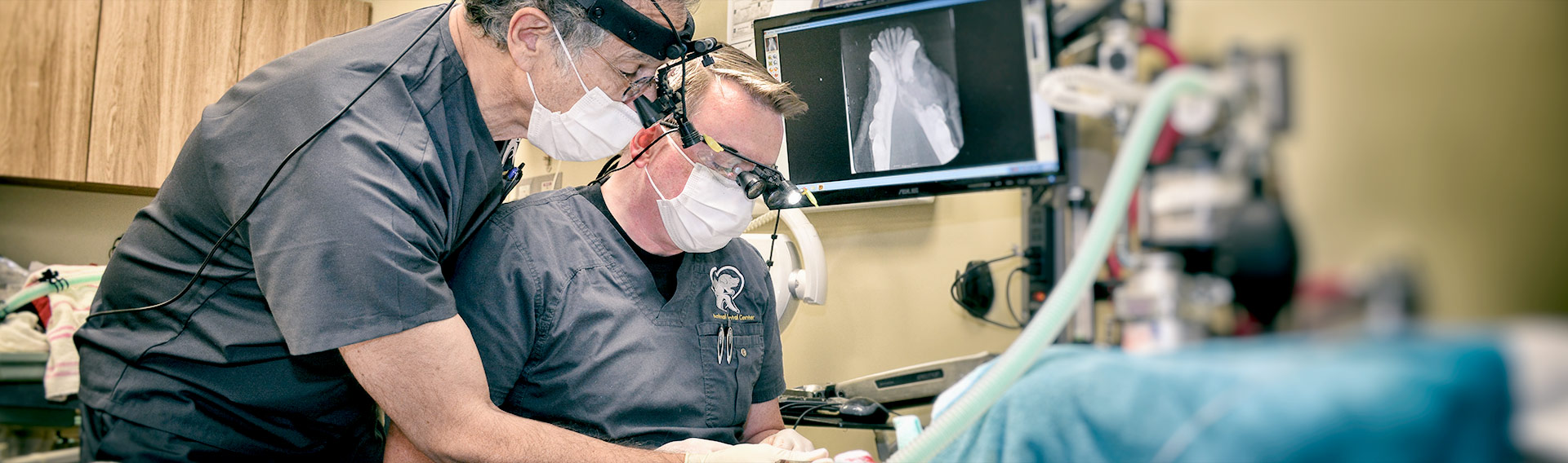 Veterinary Dentists Performing Oral Surgery