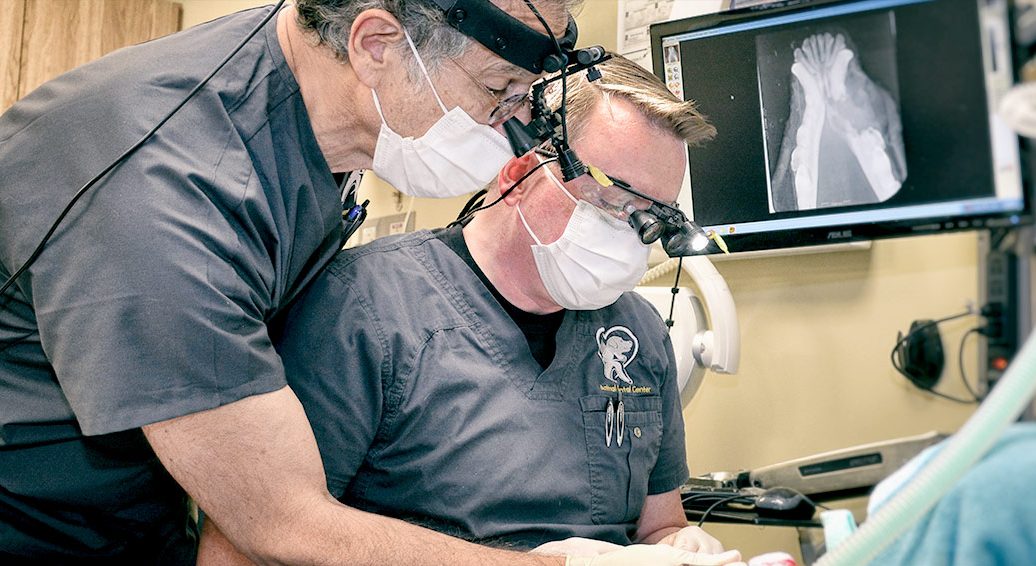 Veterinary Dentists Performing Oral Surgery