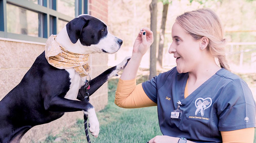 Happy Pets Start with Healthy Mouths