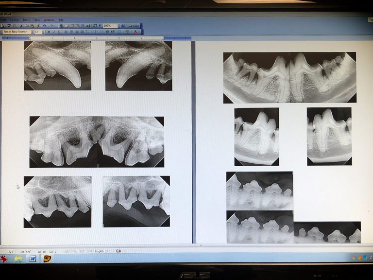 pet dental xrays | Pet Dental Center